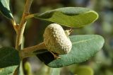 Quercus rotundifolia. Часть побега с созревающим плодом. Испания, Андалусия, национальный парк Torcal de Antequera. Август 2015 г.