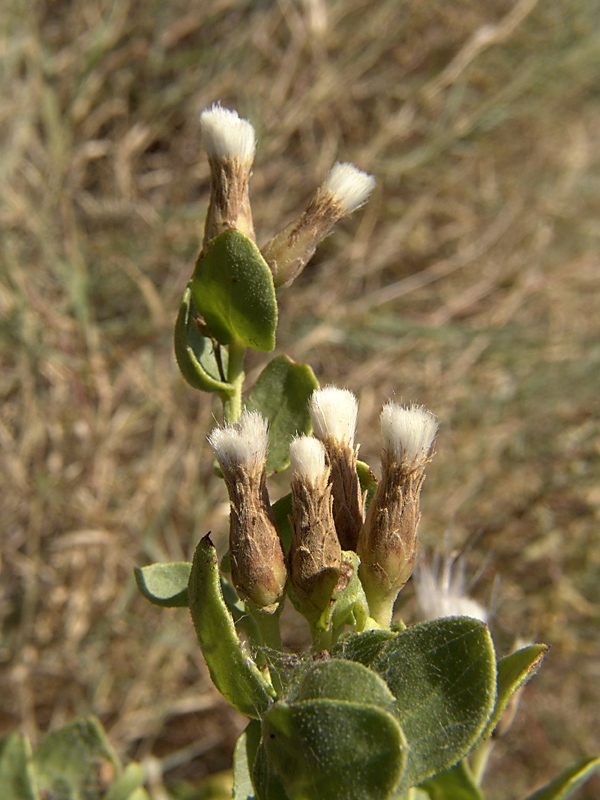 Изображение особи Karelinia caspia.