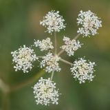 familia Apiaceae. Соцветие. Адыгея, Майкопский р-н, плато Лаго-Наки, хр. Каменное море. 19.07.2015.