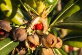 Pittosporum tobira