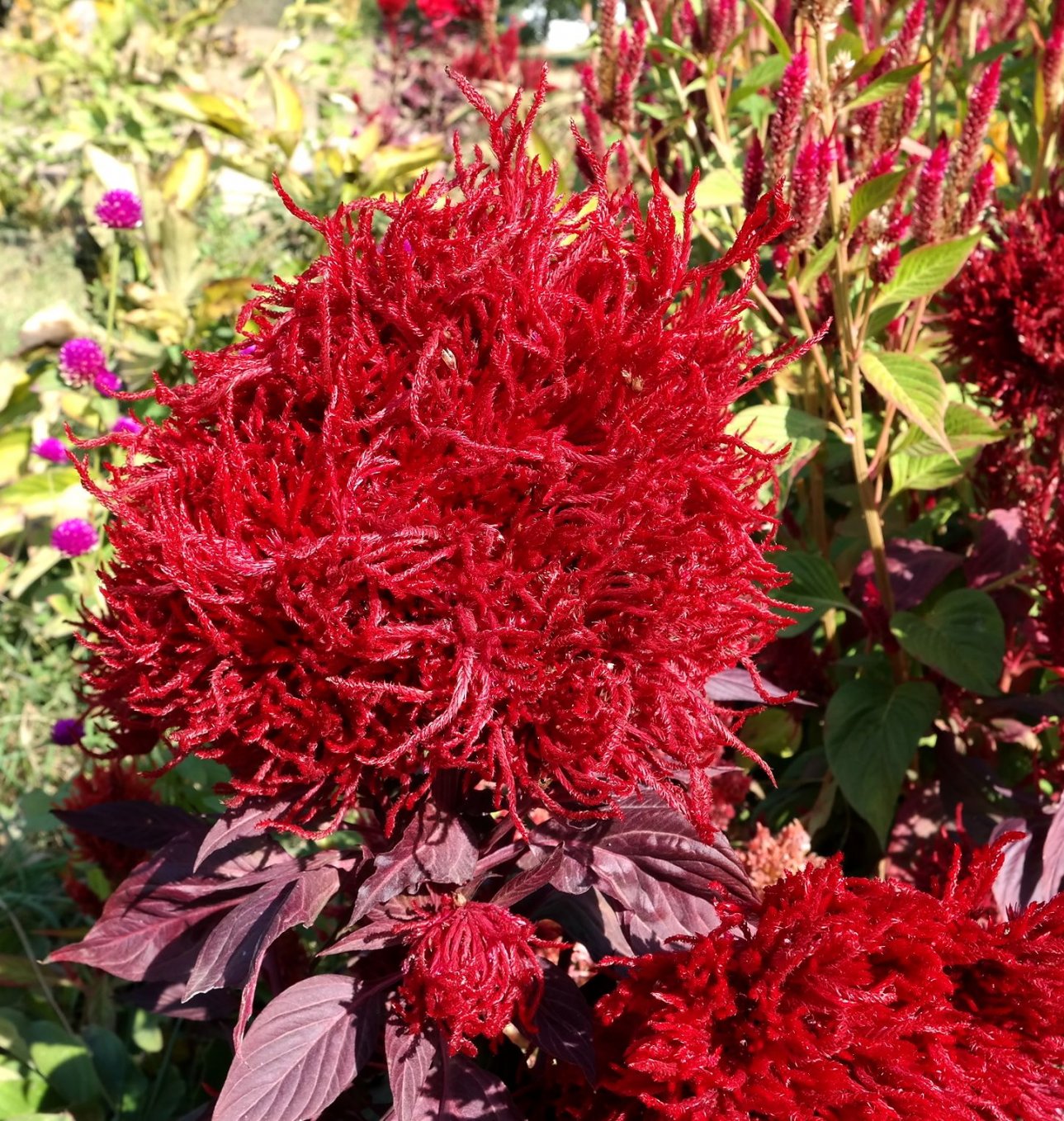 Изображение особи Celosia argentea.