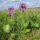 Betonica macrantha