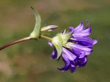 Campanula glomerata. Соцветие (вид сбоку). Кыргызстан, Нарынская обл., левый берег долины р. Нарын, окр. с. Таш-Башат. 07.07.2015.