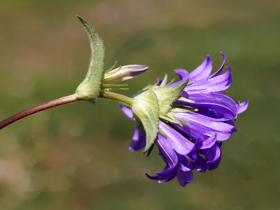 Image of Campanula glomerata specimen.