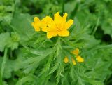 Trollius ranunculinus