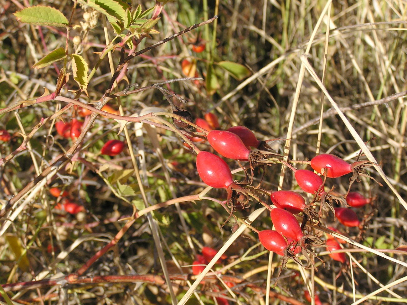 Image of genus Rosa specimen.