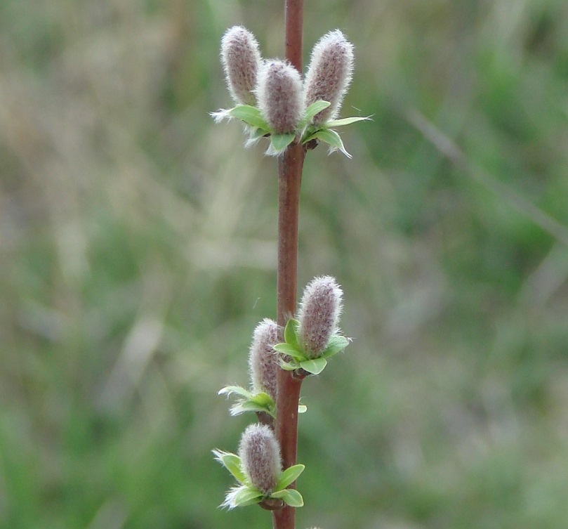 Image of genus Salix specimen.