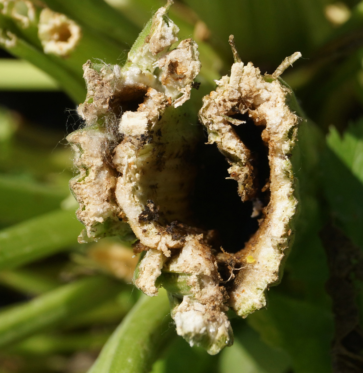 Image of Pastinaca sativa specimen.