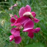 Lathyrus tuberosus. Цветки и бутон. Челябинская обл., окр. г. Челябинск, Золотая горка, разнотравная поляна в берёзовом лесу. 30.06.2014.