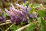 Corydalis solida. Цветки. Новгородская обл., Боровичский р-н, ок. 1 км к с.-в. от дер. Селино, поляна у рощи на левом берегу р. Мста. 25.04.2015.