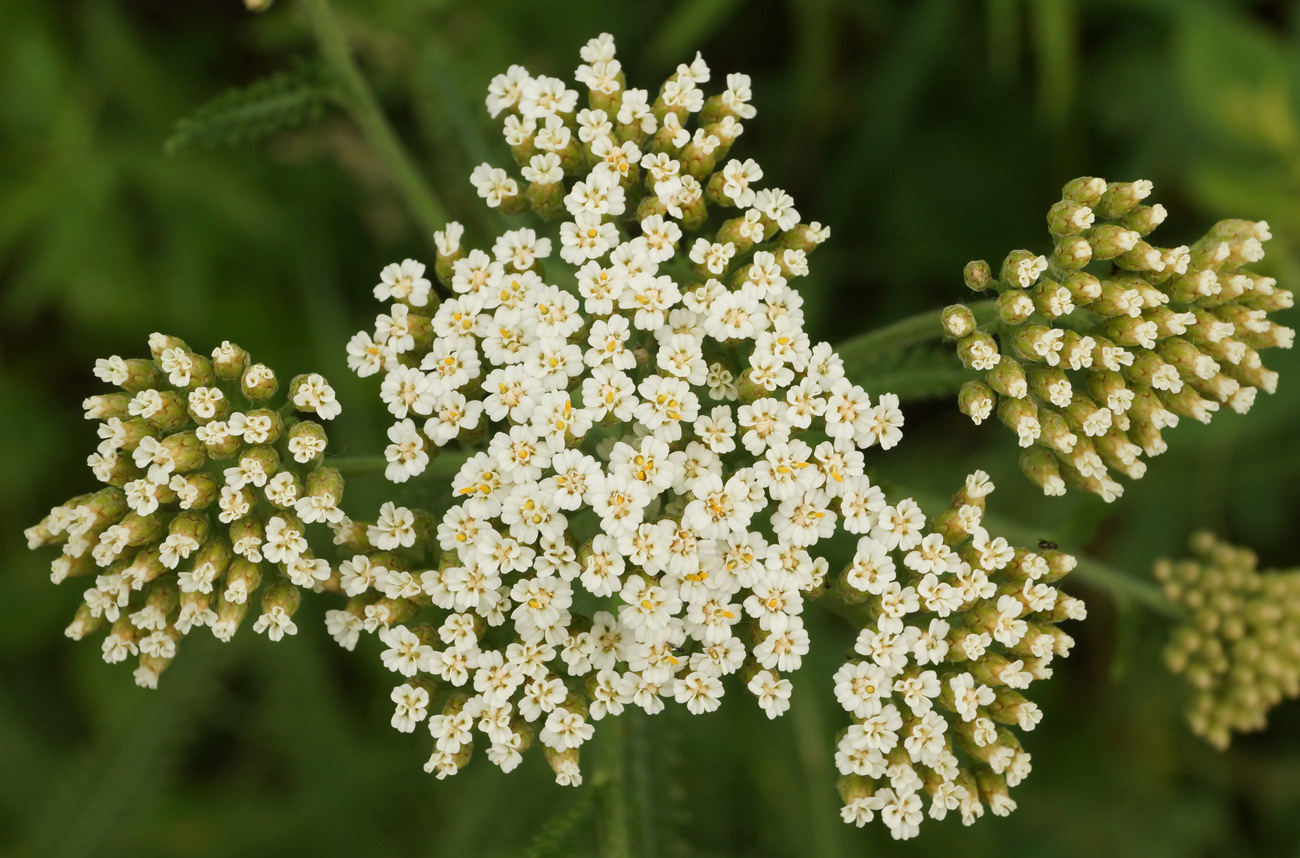 Image of Achillea millefolium specimen.