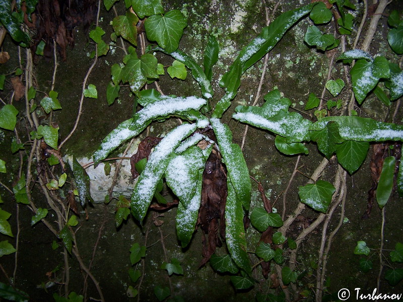 Image of Phyllitis scolopendrium specimen.