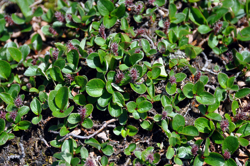 Изображение особи Salix nasarovii.