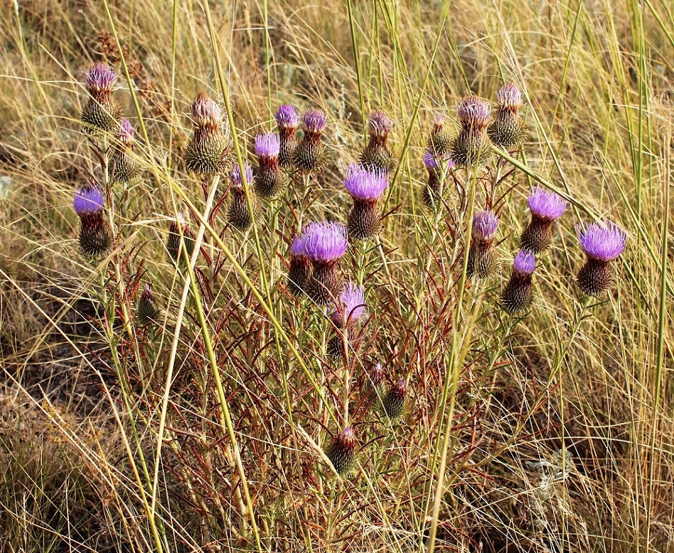 Image of Ancathia igniaria specimen.