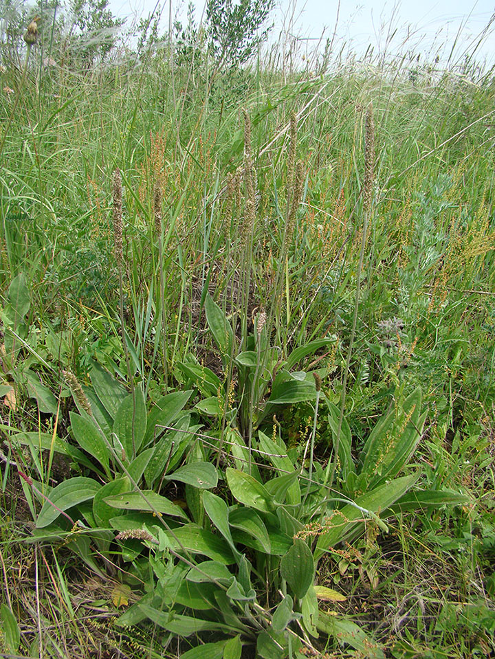 Изображение особи Plantago urvillei.