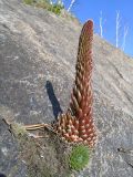 Orostachys spinosa. Растение с развивающимся цветоносом на скале. Байкал, около Кругобайкальской железной дороги. Июль 2005 г.