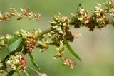 Rumex obtusifolius. Часть соплодия. Ленинградская обл., Ломоносовский р-н, дер. Лопухинка, каньон в истоке р. Лопухинка, прибрежная луговинка. 18.07.2015.