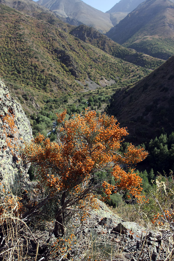 Image of Ephedra equisetina specimen.