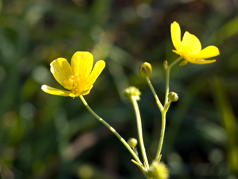 Изображение особи Ranunculus acris.