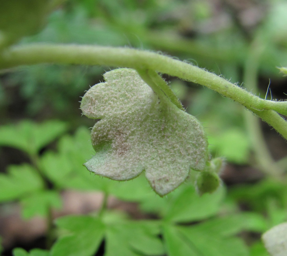 Image of Veronica hederifolia specimen.