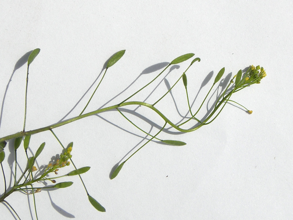 Image of Draba nemorosa specimen.
