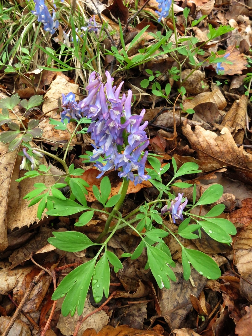 Изображение особи Corydalis ambigua.