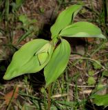 Polygonatum involucratum