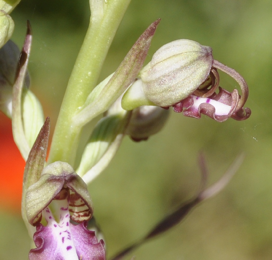 Image of Himantoglossum calcaratum ssp. rumelicum specimen.