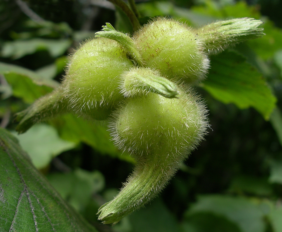 Image of Corylus mandshurica specimen.