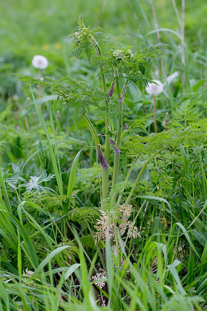 Изображение особи Anthriscus sylvestris.