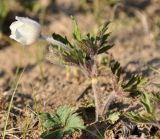 Anemone sylvestris. Цветущее растение. Республика Бурятия, Кабанский р-н, окр. с. Инкино, степной склон. 23.05.2016.