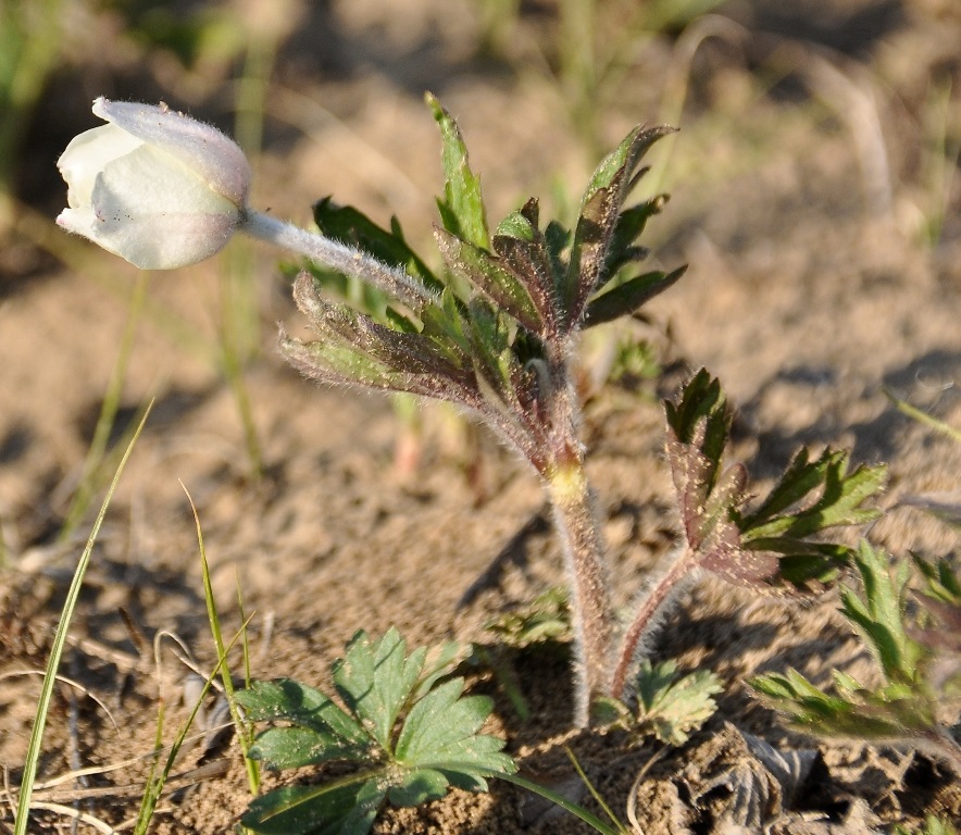 Изображение особи Anemone sylvestris.