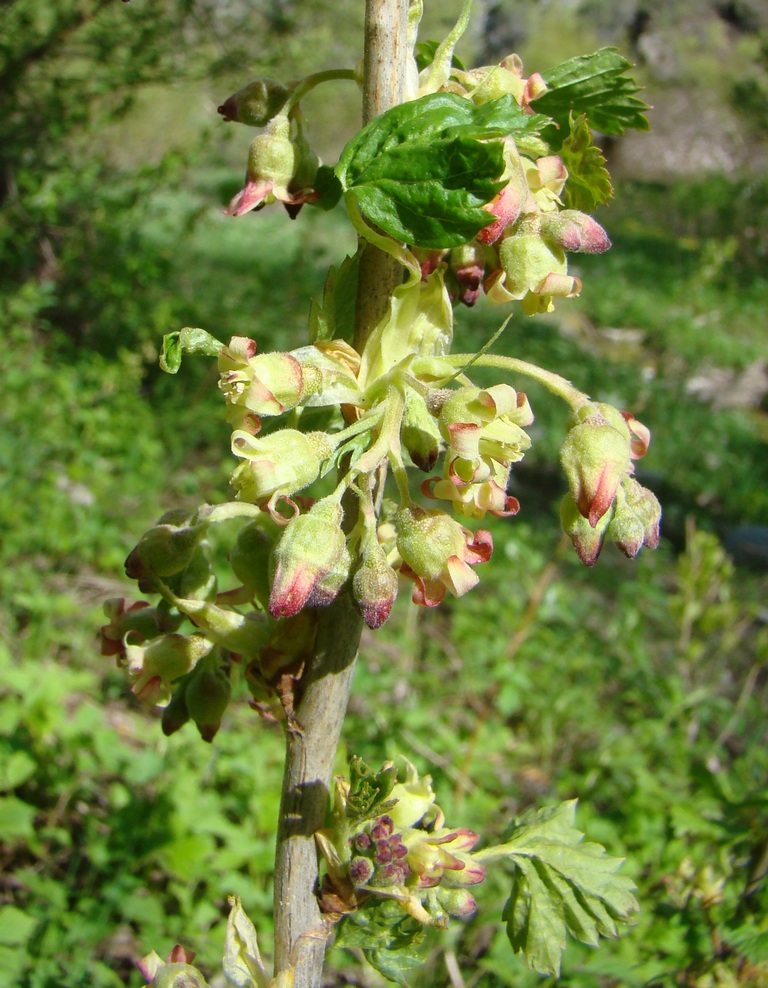 Image of Ribes janczewskii specimen.
