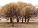 Salix fragilis variety sphaerica. Группа деревьев до распускания листьев. Санкт-Петербург. 17.04.2009.