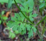 Ranunculus sardous