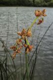 Schoenoplectus lacustris