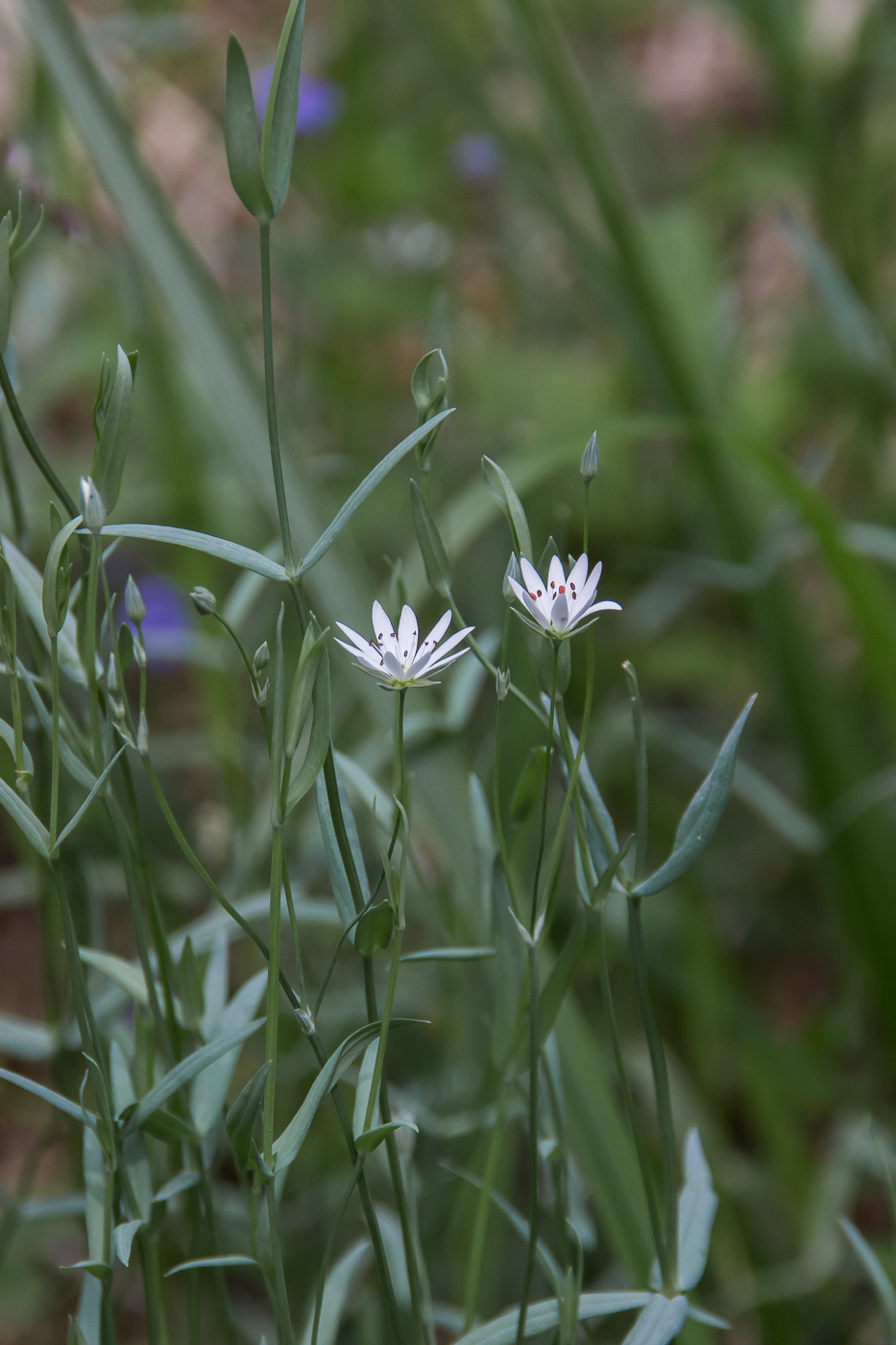 Изображение особи Stellaria palustris.