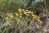 Tanacetum millefolium