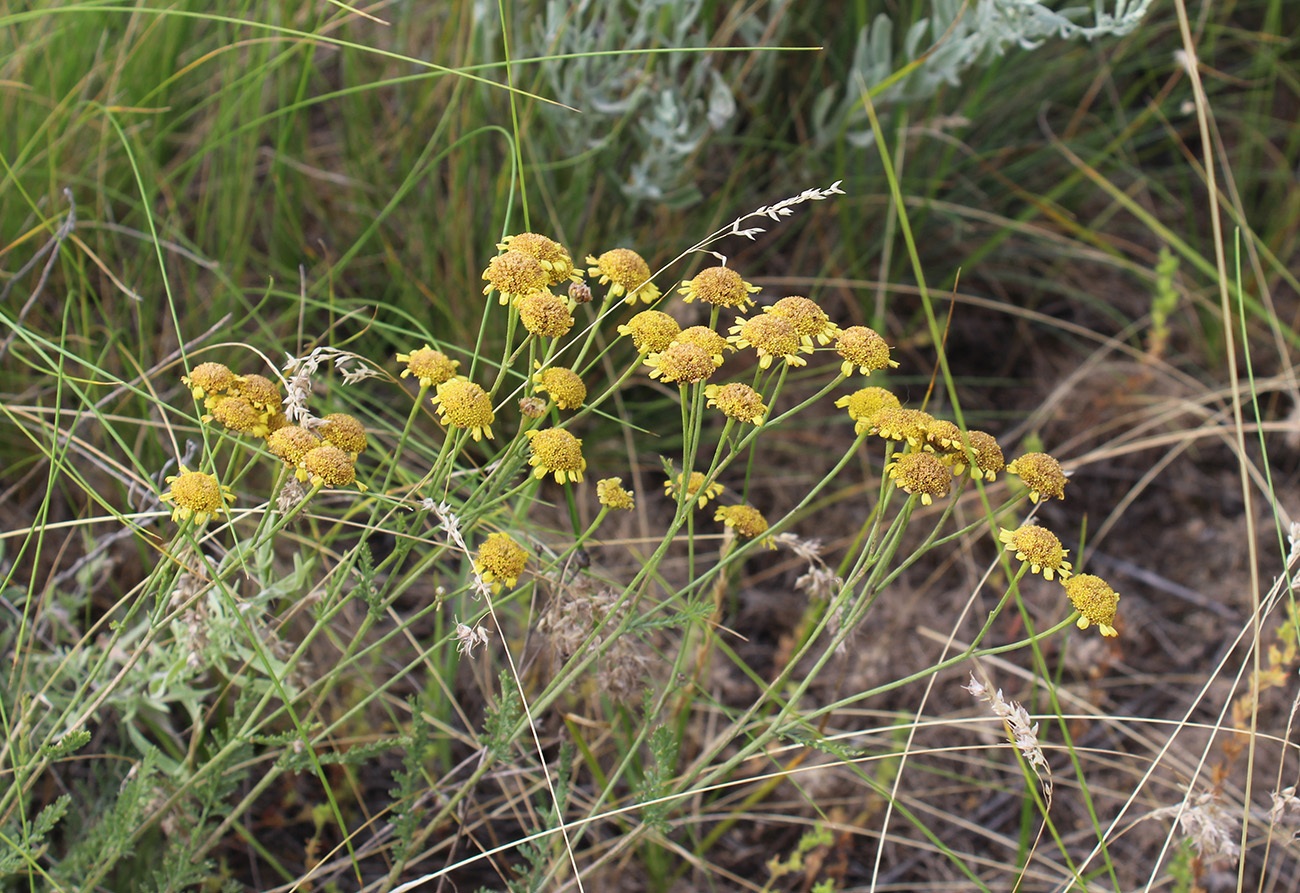 Изображение особи Tanacetum millefolium.