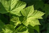 Rubus parviflorus. Листья. Санкт-Петербург, Старый Петергоф, парк \"Сергиевка\", газон. 26.06.2016.