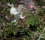 Rosa oxyacantha