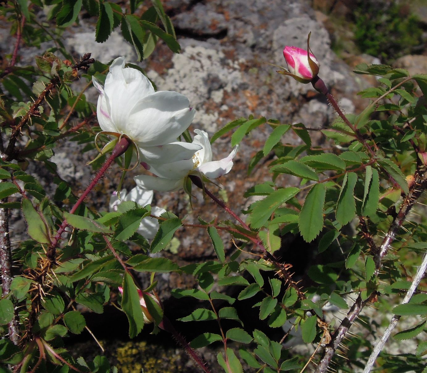 Image of Rosa oxyacantha specimen.