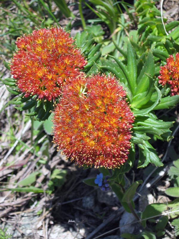 Изображение особи Rhodiola linearifolia.