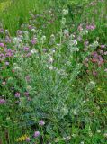 Cirsium echinus. Цветущее растение. Северная Осетия, Ирафский р-н, верховья р. Урух, ≈ 1700 м н.у.м., субальпийский луг. 08.07.2016.