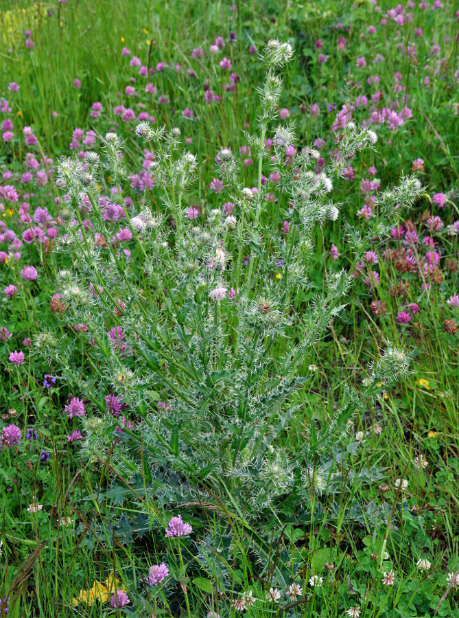 Изображение особи Cirsium echinus.