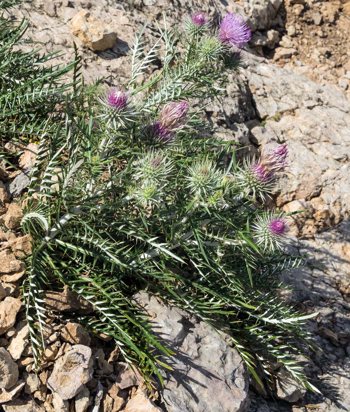 Image of Lamyra echinocephala specimen.