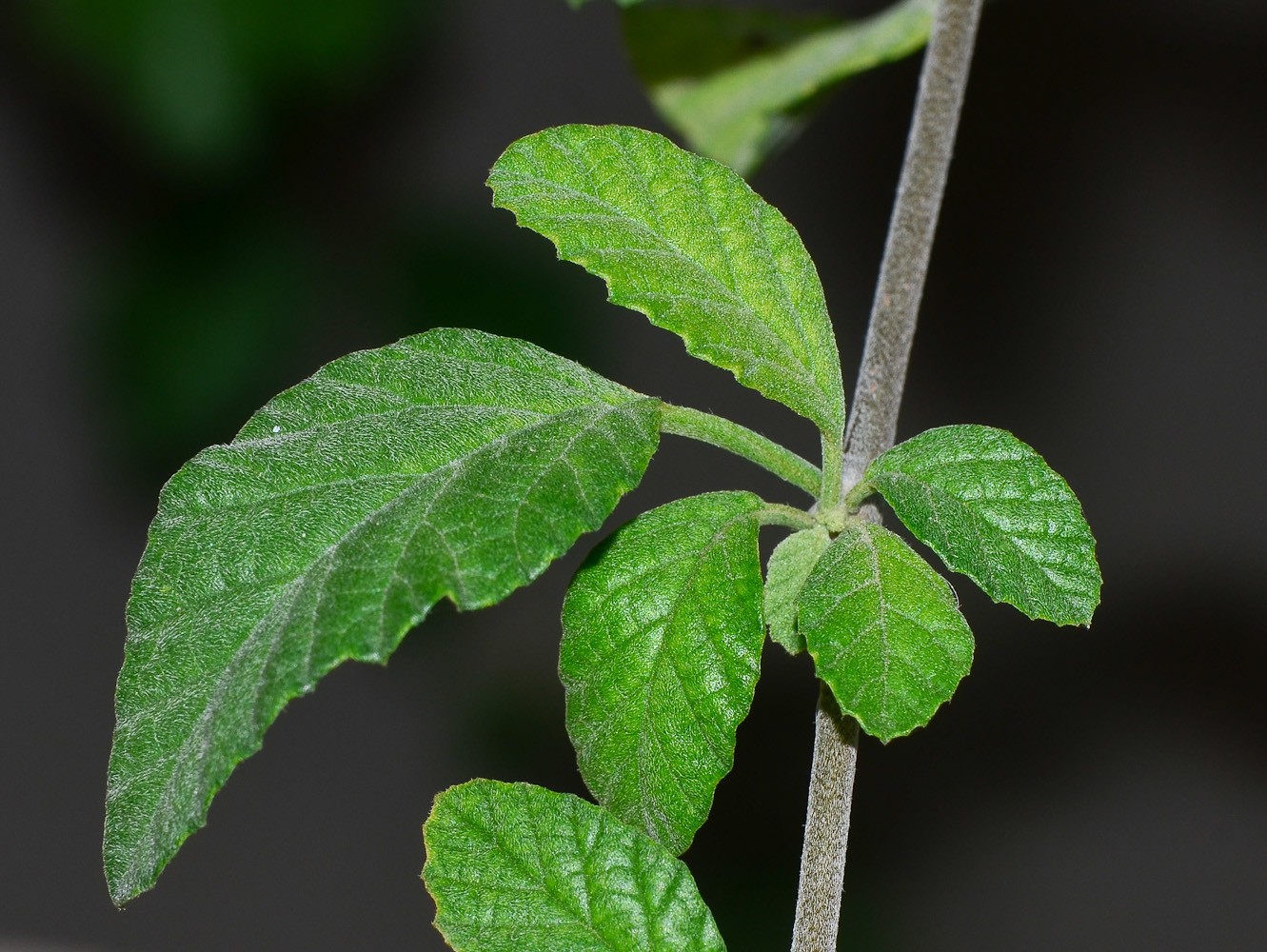 Изображение особи Cordia parvifolia.