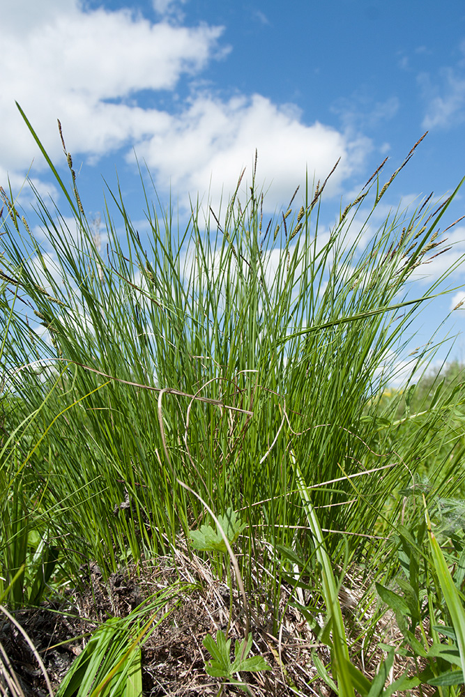 Изображение особи Carex juncella.