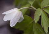 Anemone nemorosa