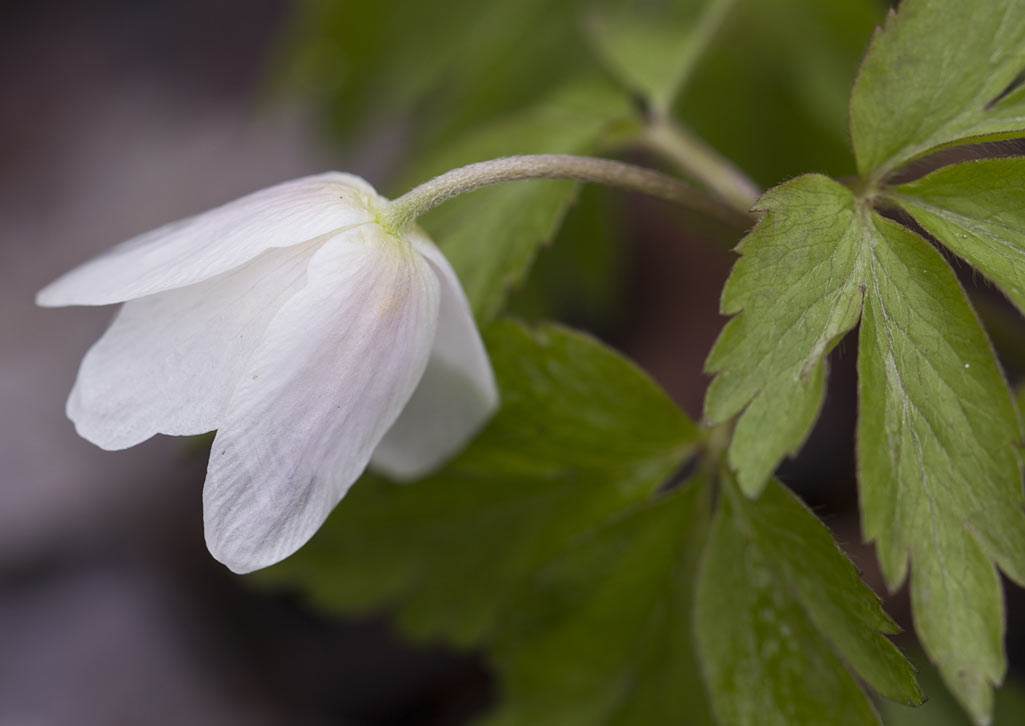 Изображение особи Anemone nemorosa.